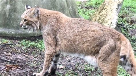 what is a banchi animal.